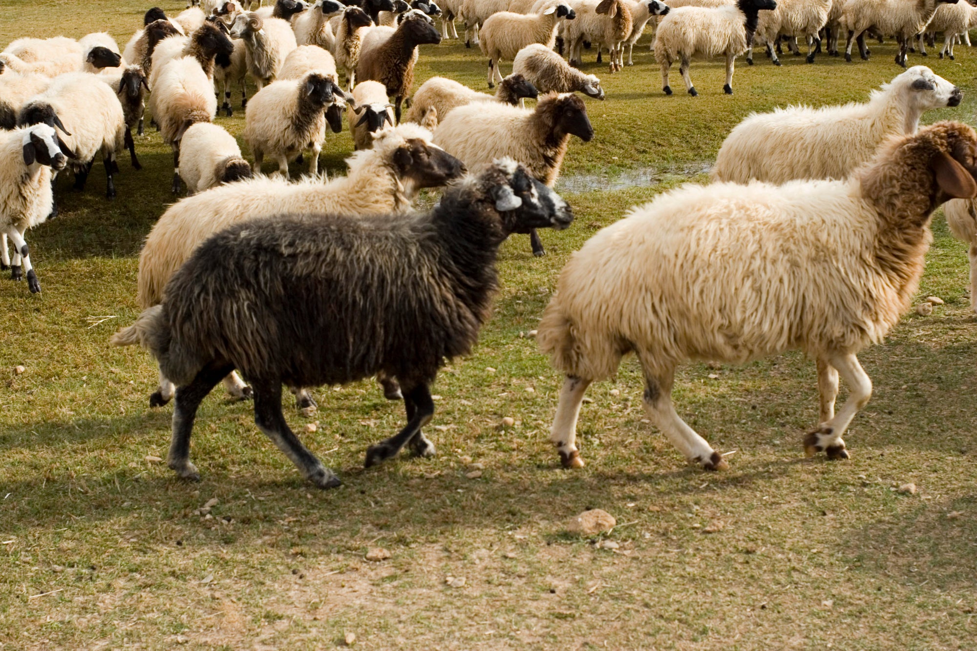 Natural undyed wool colors