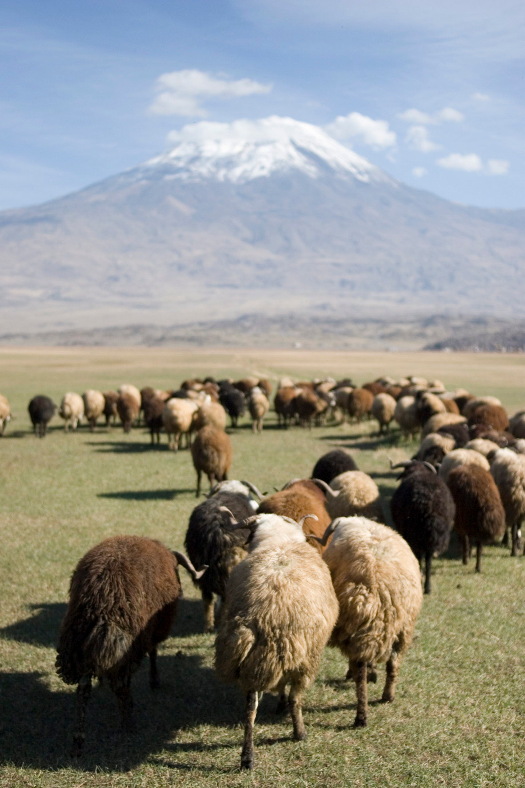 Sheep in Anatolian highlands