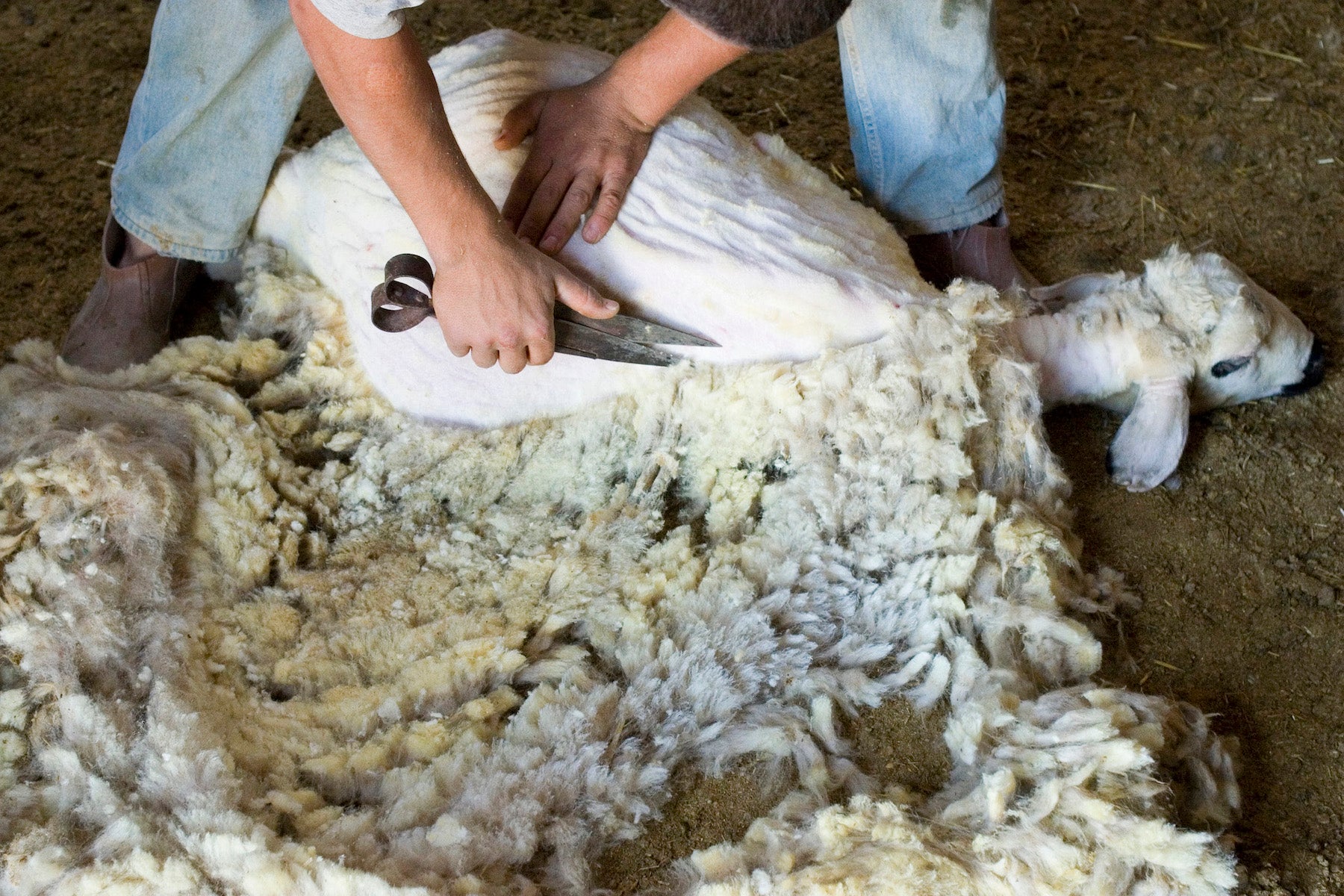 Wool shearing