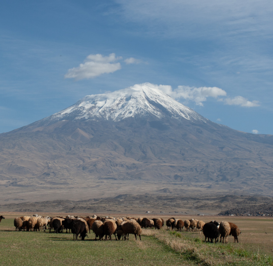 Ararat Carpet, Ararat Mount